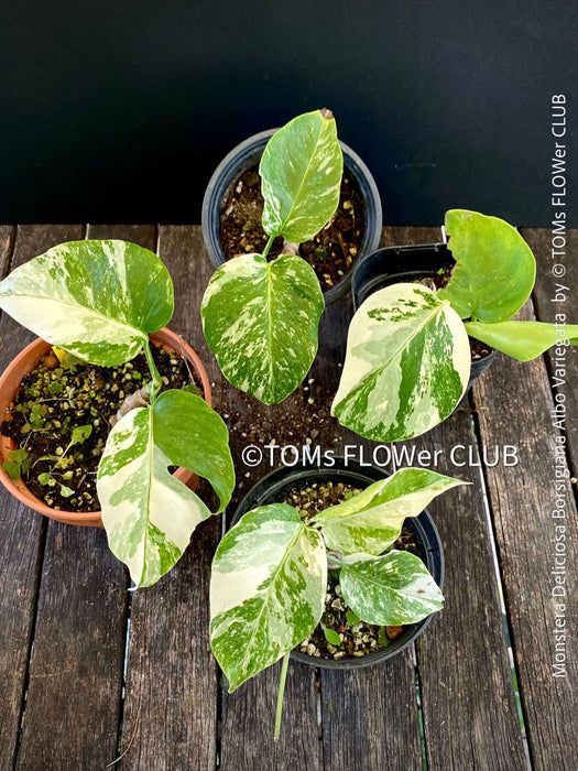 Monstera Deliciosa Borsigiana Albo Variegata, variegated plants, TOMs FLOWer CLUB