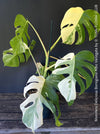 Monstera Deliciosa Borsigiana Albo Variegata, organically grown plants for sale at TOMs FLOWer CLUB