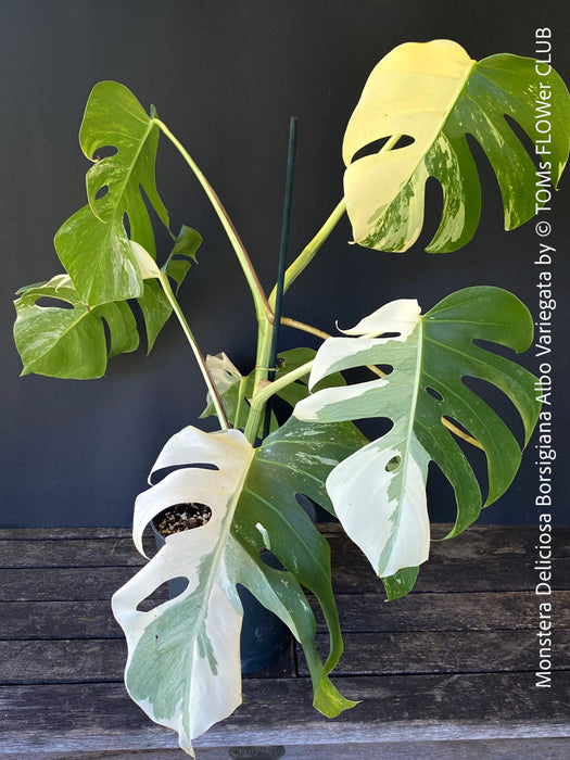 Monstera Deliciosa Borsigiana Albo Variegata, organically grown plants for sale at TOMs FLOWer CLUB