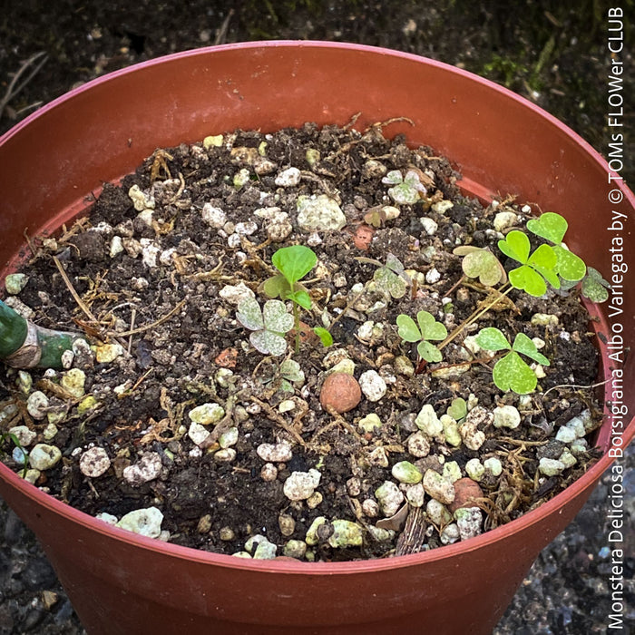 Monstera Deliciosa Borsigiana Albo Variegata, organically grown plants for sale at TOMs FLOWer CLUB