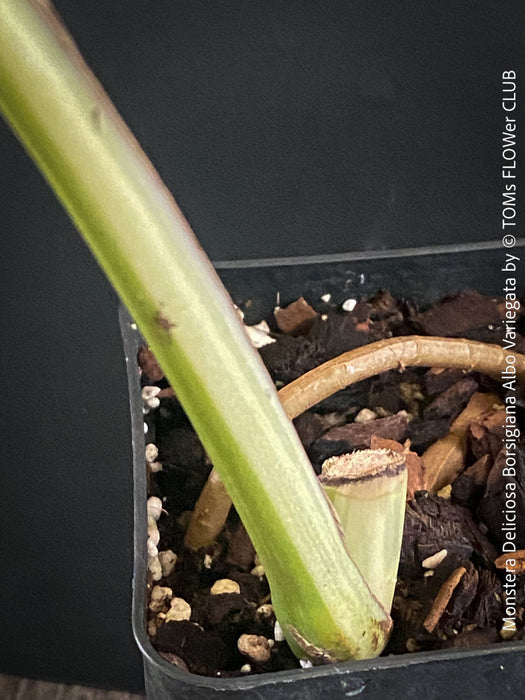 Monstera Deliciosa Albo-Variegata, organically grown tropical plants for sale at TOMs FLOWer CLUB. 