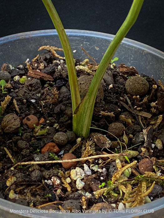 Monstera Deliciosa Borsigiana Albo Variegata, organically grown plants for sale at TOMs FLOWer CLUB