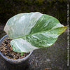 Monstera Deliciosa Borsigiana Albo Variegata, variegated plants, TOMs FLOWer CLUB