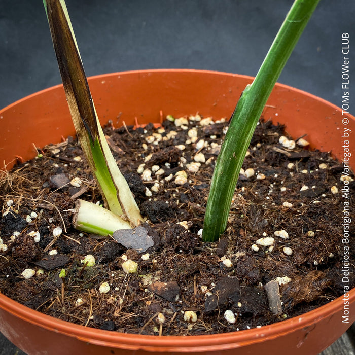 Monstera Deliciosa Borsigiana Albo Variegata, organically grown plants for sale at TOMs FLOWer CLUB