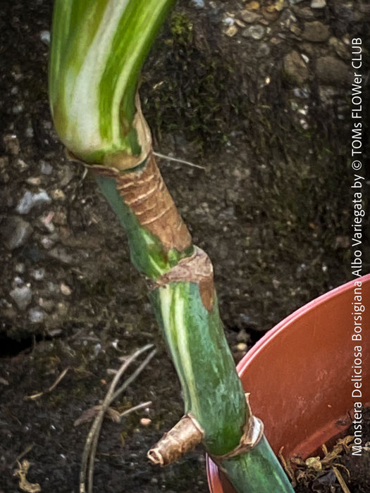 Monstera Deliciosa Borsigiana Albo Variegata, organically grown plants for sale at TOMs FLOWer CLUB