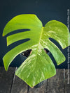 Monstera Deliciosa Albo-Variegata, organically grown tropical plants for sale at TOMs FLOWer CLUB. 