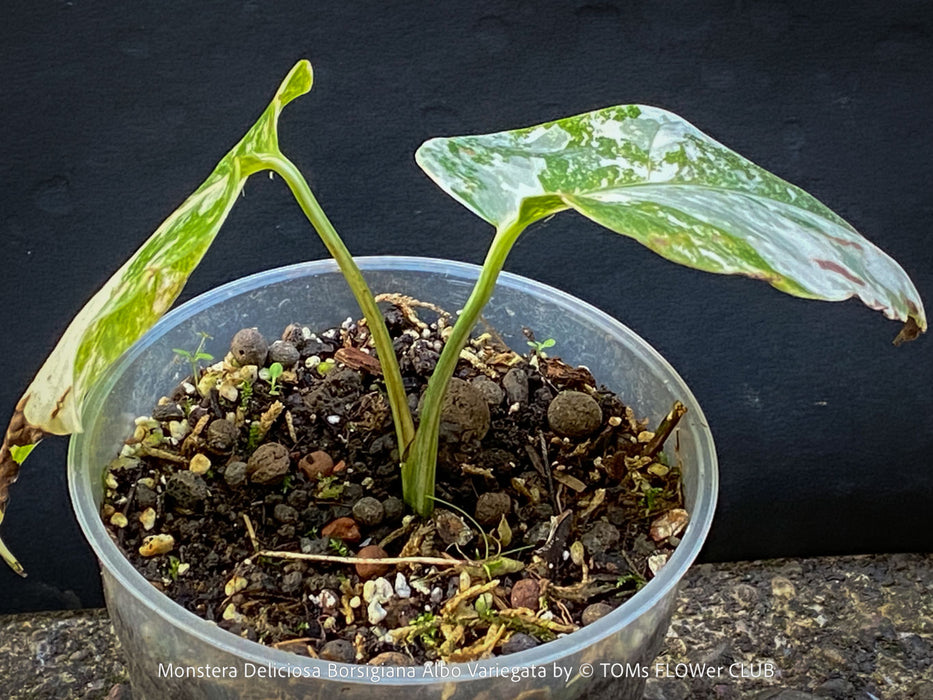 Monstera Deliciosa Borsigiana Albo Variegata, organically grown plants for sale at TOMs FLOWer CLUB
