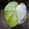 Monstera Deliciosa Borsigiana Albo Variegata, variegated plants, TOMs FLOWer CLUB