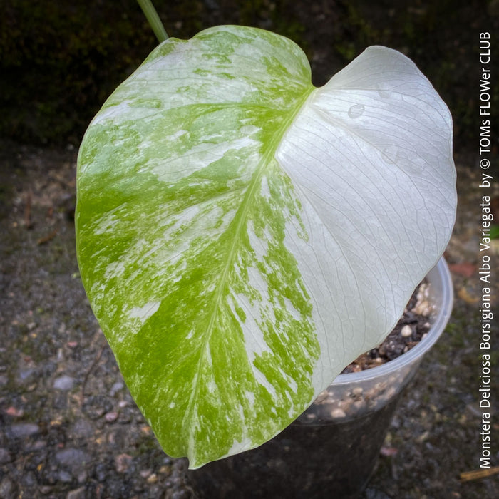 Monstera Deliciosa Borsigiana Albo Variegata, variegated plants, TOMs FLOWer CLUB