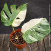 Monstera Deliciosa Borsigiana Albo Variegata, organically grown plants for sale at TOMs FLOWer CLUB