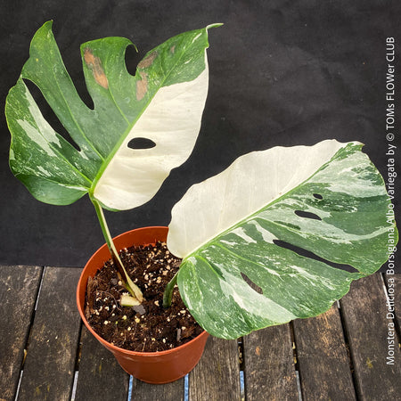Monstera Deliciosa Borsigiana Albo Variegata, organically grown plants for sale at TOMs FLOWer CLUB