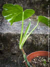 Monstera Deliciosa Borsigiana Albo Variegata, organically grown plants for sale at TOMs FLOWer CLUB