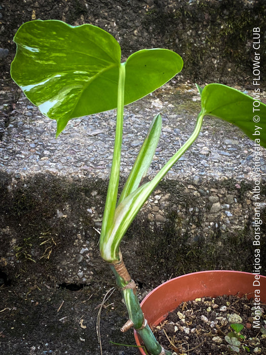 Monstera Deliciosa Borsigiana Albo Variegata, organically grown plants for sale at TOMs FLOWer CLUB