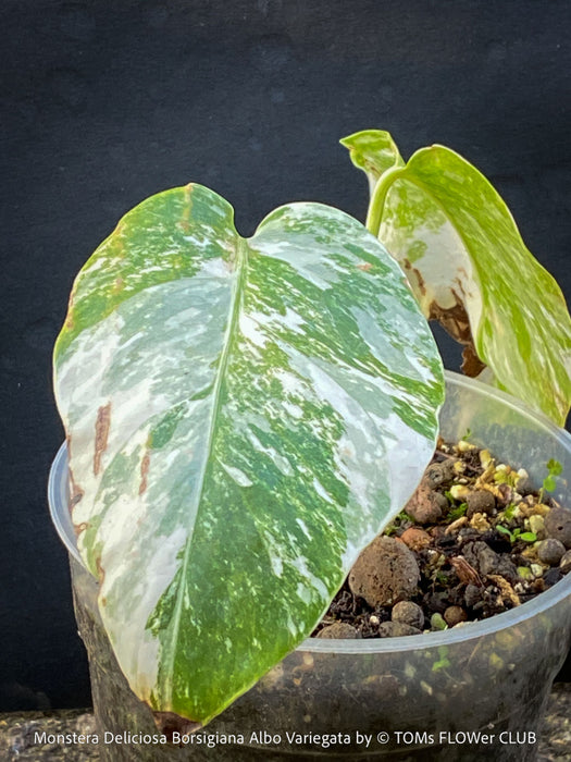 Monstera Deliciosa Borsigiana Albo Variegata, organically grown plants for sale at TOMs FLOWer CLUB
