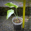 Monstera Deliciosa Borsigiana Albo Variegata, variegated plants, TOMs FLOWer CLUB