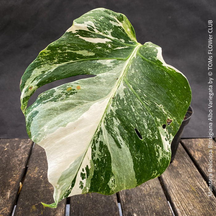 Monstera Deliciosa Borsigiana Albo Variegata, organically grown plants for sale at TOMs FLOWer CLUB