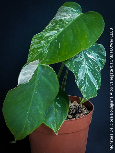 Monstera Deliciosa Borsigiana Albo Variegata, variegated plants, TOMs FLOWer CLUB