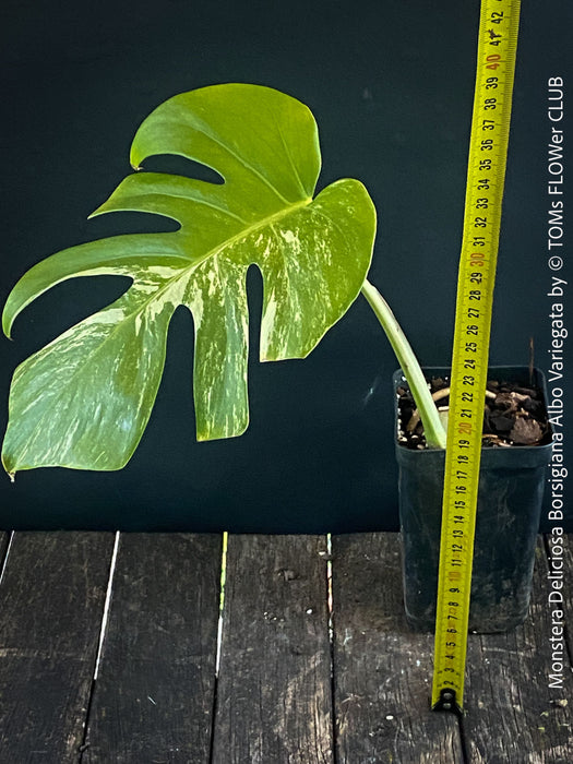 Monstera Deliciosa Albo-Variegata, organically grown tropical plants for sale at TOMs FLOWer CLUB. 