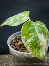 Monstera Deliciosa Borsigiana Albo Variegata, organically grown plants for sale at TOMs FLOWer CLUB