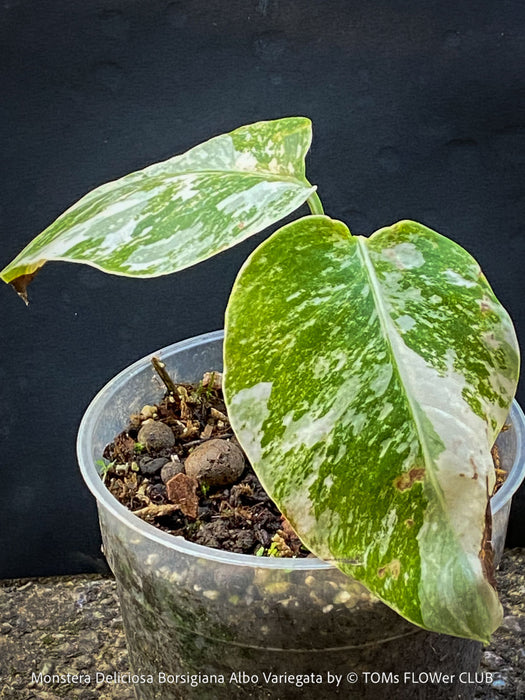 Monstera Deliciosa Borsigiana Albo Variegata, organically grown plants for sale at TOMs FLOWer CLUB