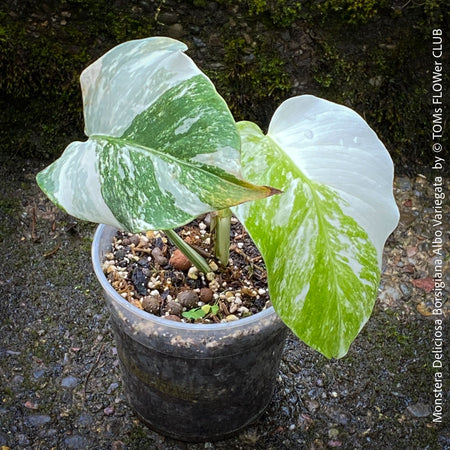 Monstera Deliciosa Borsigiana Albo Variegata, variegated plants, TOMs FLOWer CLUB