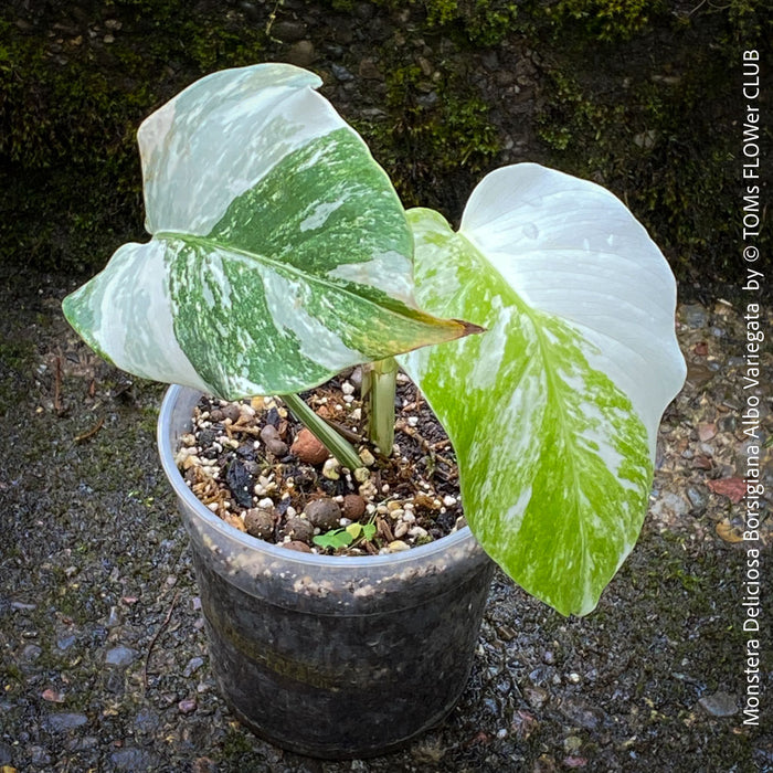 Monstera Deliciosa Borsigiana Albo Variegata, variegated plants, TOMs FLOWer CLUB