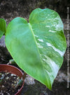 Monstera Deliciosa Borsigiana Albo Variegata, organically grown plants for sale at TOMs FLOWer CLUB