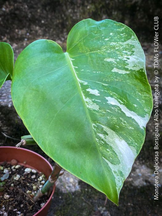 Monstera Deliciosa Borsigiana Albo Variegata, organically grown plants for sale at TOMs FLOWer CLUB