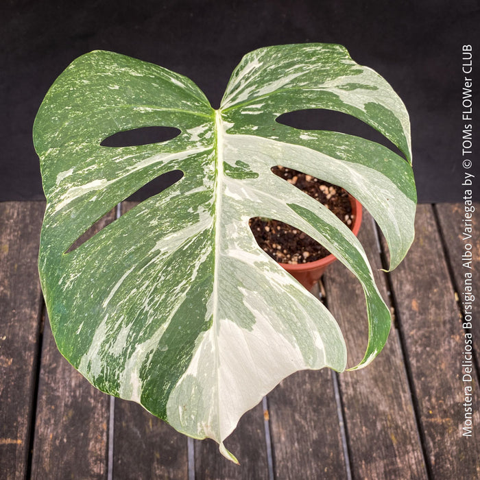 Monstera Deliciosa Borsigiana Albo Variegata, organically grown plants for sale at TOMs FLOWer CLUB