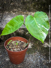 Monstera Deliciosa Borsigiana Albo Variegata, organically grown plants for sale at TOMs FLOWer CLUB