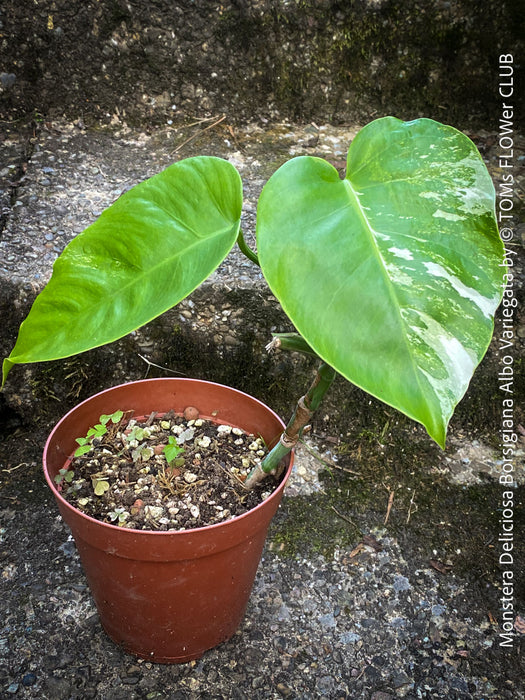 Monstera Deliciosa Borsigiana Albo Variegata, organically grown plants for sale at TOMs FLOWer CLUB