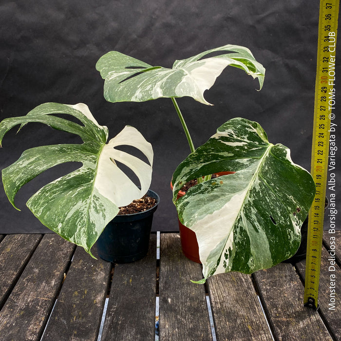 monstera albo borsigiana for sale Monstera Deliciosa Borsigiana Albo Variegata | organically grown tropical plants