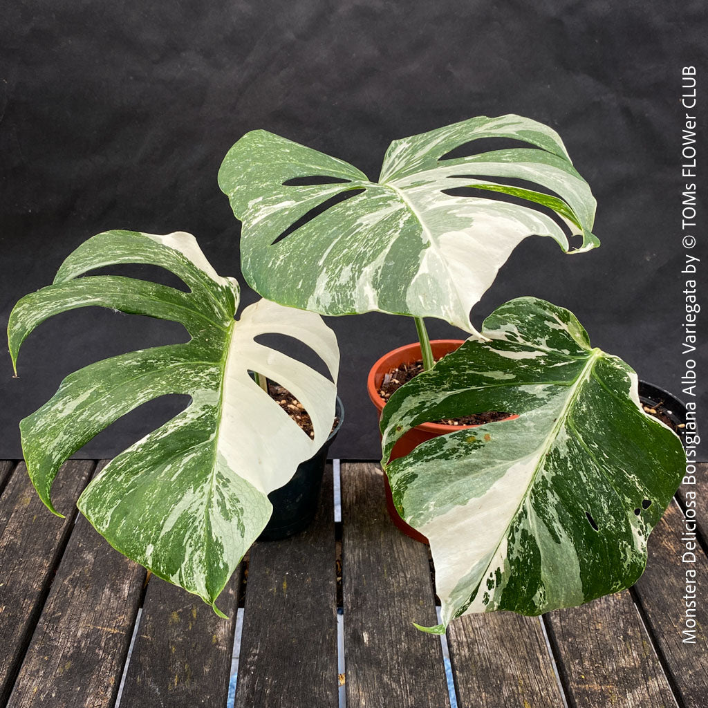 Monstera Deliciosa Borsigiana Albo Variegata