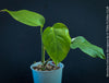 Monstera deliciosa Borsigiana Albo Variegata with subtle white-green variegation at TOMs FLOWer CLUB