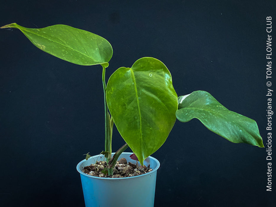 philodendron borsigiana Monstera Deliciosa Borsigiana
