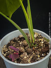 Well-established Monstera Borsigiana Albo available at TOMs FLOWer CLUB