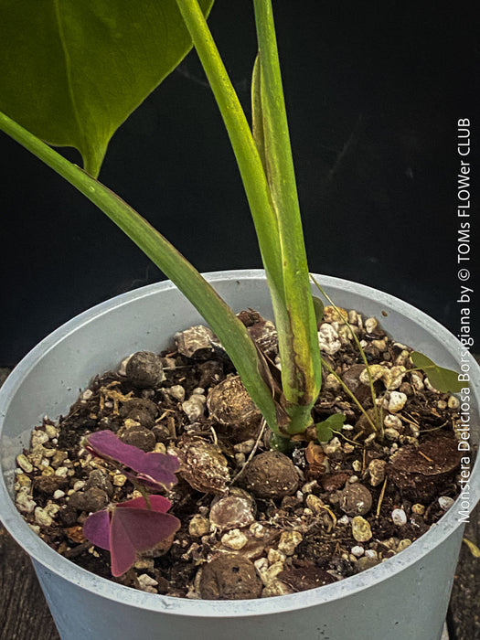 Well-established Monstera Borsigiana Albo available at TOMs FLOWer CLUB