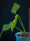 Rare Monstera deliciosa Borsigiana collector plant for indoor cultivation