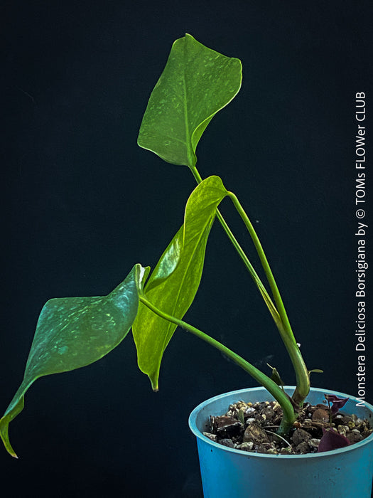 Rare Monstera deliciosa Borsigiana collector plant for indoor cultivation