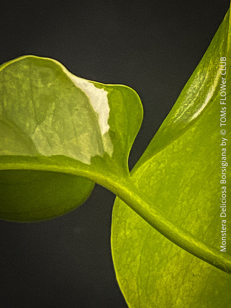 Rare Monstera deliciosa Borsigiana - leaf detail - collector plant for indoor cultivation
