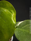 Rare Monstera deliciosa Borsigiana - leaf detail - collector plant for indoor cultivation