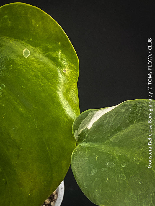 Rare Monstera deliciosa Borsigiana - leaf detail - collector plant for indoor cultivation