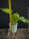 Collector Monstera Albo Variegata with fenestrated tropical foliage