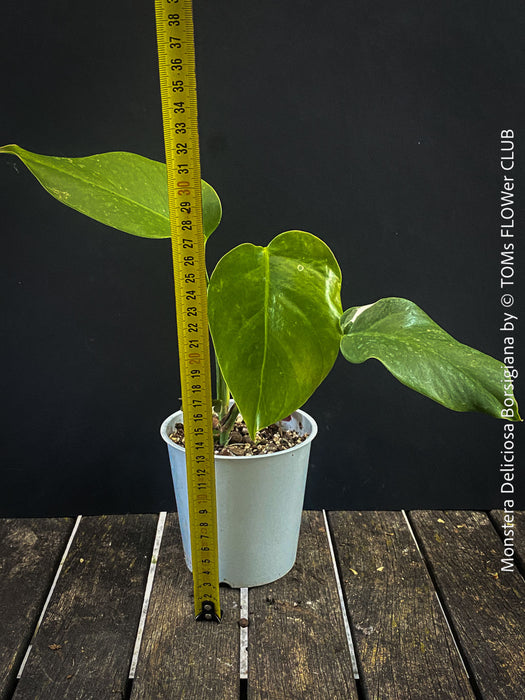 Collector Monstera Albo Variegata with fenestrated tropical foliage