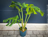 Large Monstera Deliciosa houseplant with mature split leaves, organically grown Swiss Cheese Plant in pot in TOMs FLOWer CLUB, perfect for indoor jungle decor.