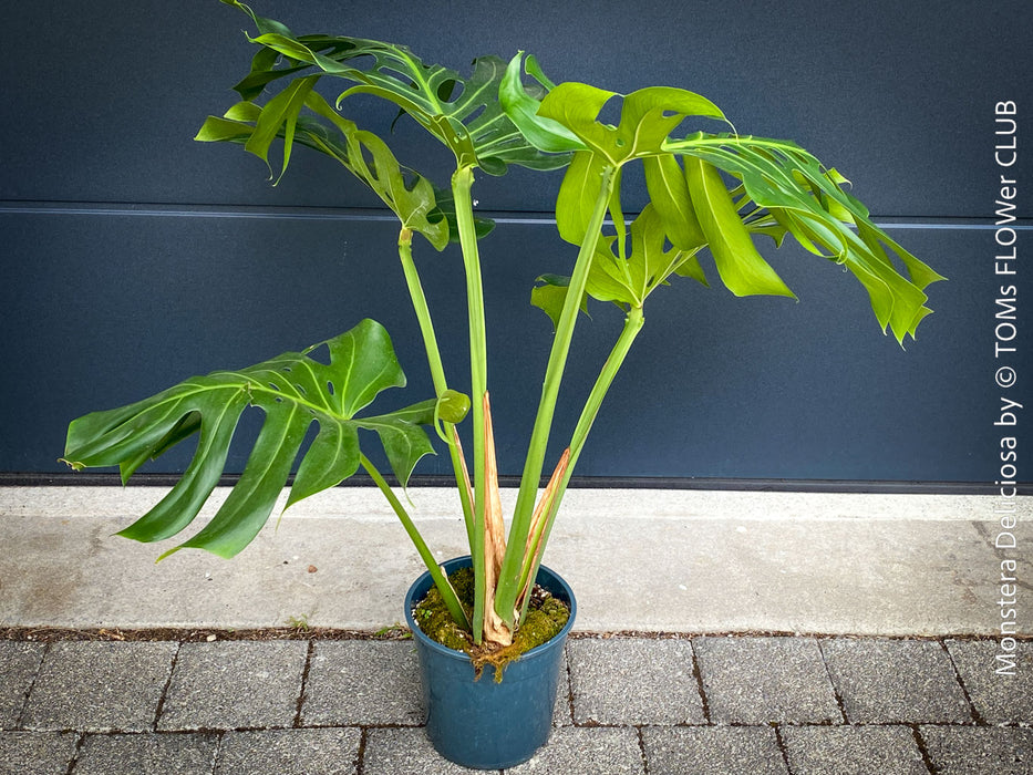 Large Monstera Deliciosa houseplant with mature split leaves, organically grown Swiss Cheese Plant in pot in TOMs FLOWer CLUB, perfect for indoor jungle decor.