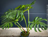 Large Monstera Deliciosa houseplant with mature split leaves, organically grown Swiss Cheese Plant in pot in TOMs FLOWer CLUB, perfect for indoor jungle decor.