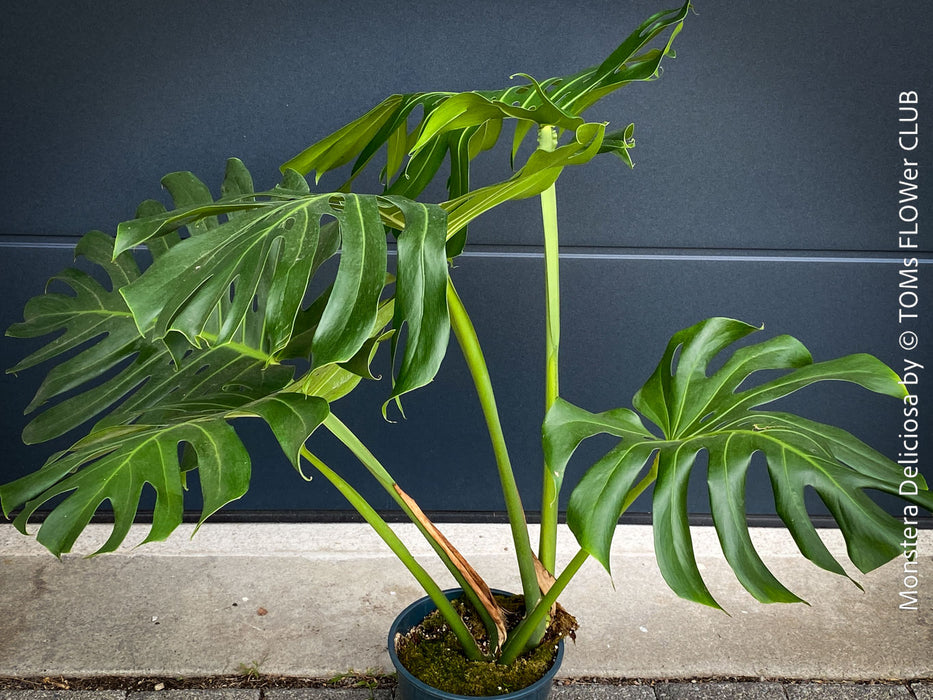 Large Monstera Deliciosa houseplant with mature split leaves, organically grown Swiss Cheese Plant in pot in TOMs FLOWer CLUB, perfect for indoor jungle decor.