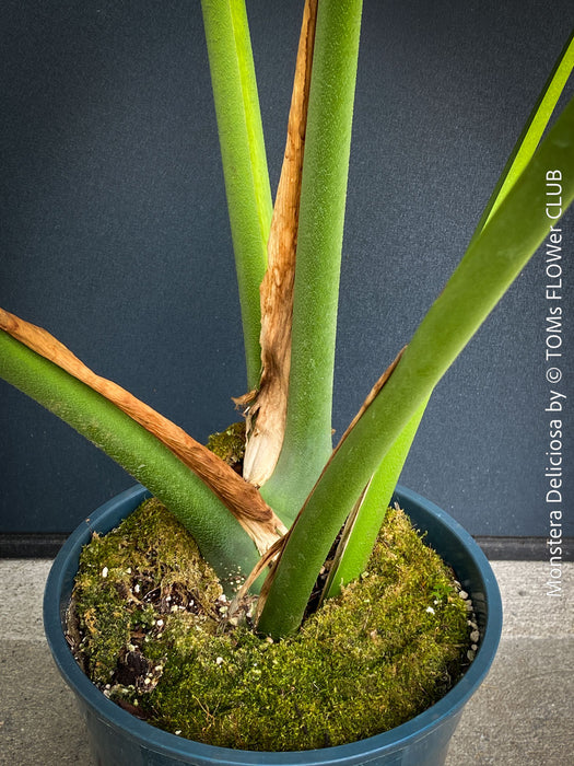 Large Monstera Deliciosa houseplant with mature split leaves, organically grown Swiss Cheese Plant in pot in TOMs FLOWer CLUB, perfect for indoor jungle decor.