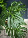 Large Monstera Deliciosa houseplant with mature split leaves, organically grown Swiss Cheese Plant in pot in TOMs FLOWer CLUB, perfect for indoor jungle decor.